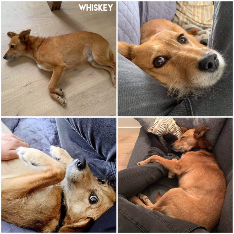 Whiskey