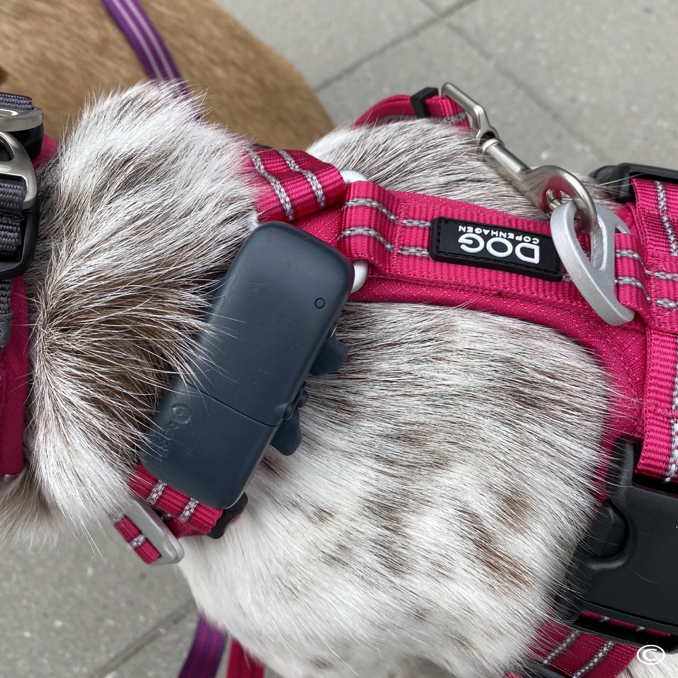 Rose - GPS tracker fra Tractive Rose - GPS tracker fra Tractive