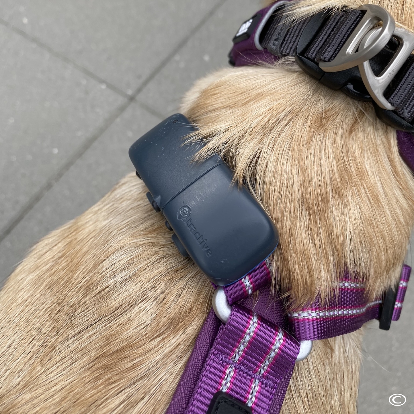Iris - GPS tracker fra Tractive Iris - GPS tracker fra Tractive