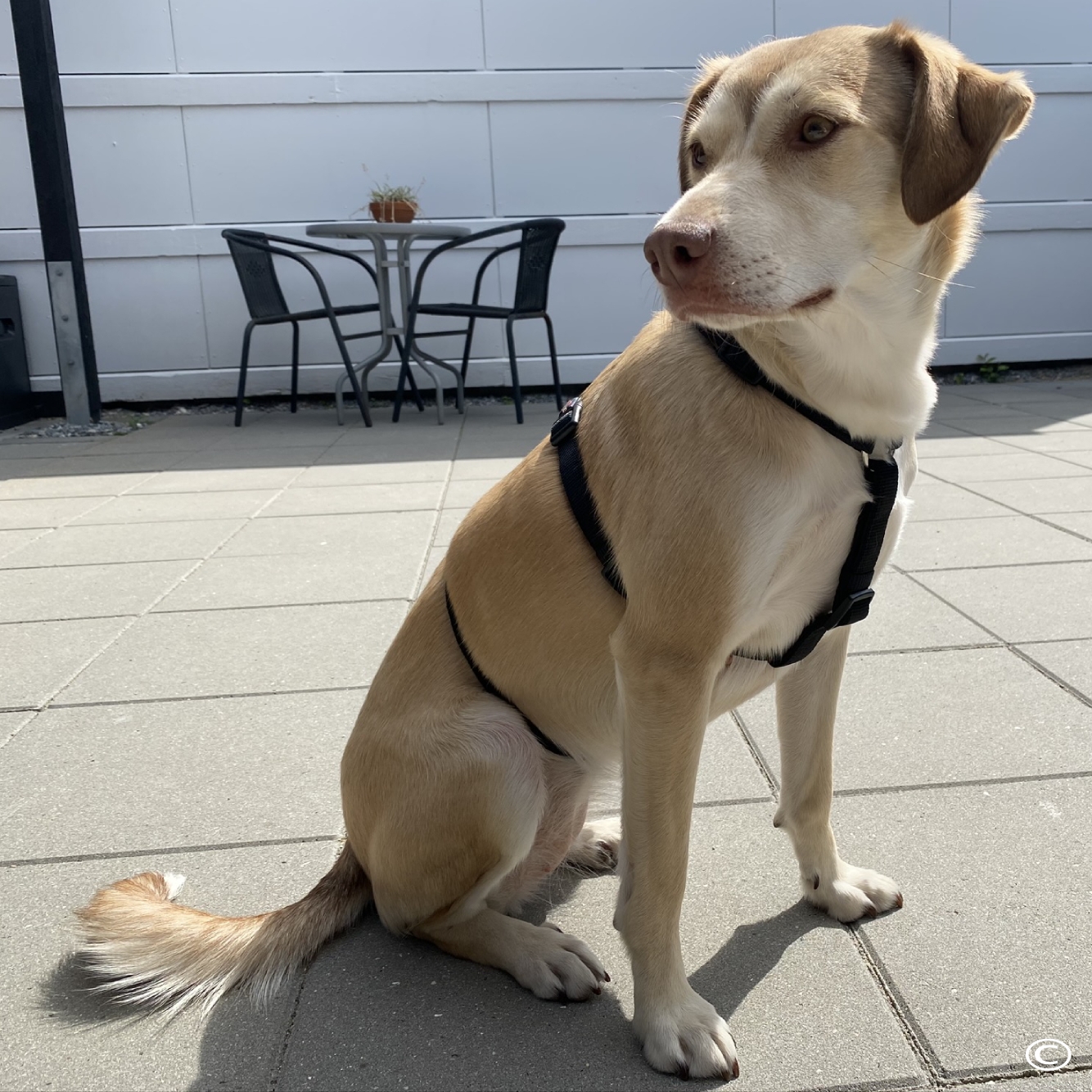Stay selen fra Trixie Stay selen fra Trixie