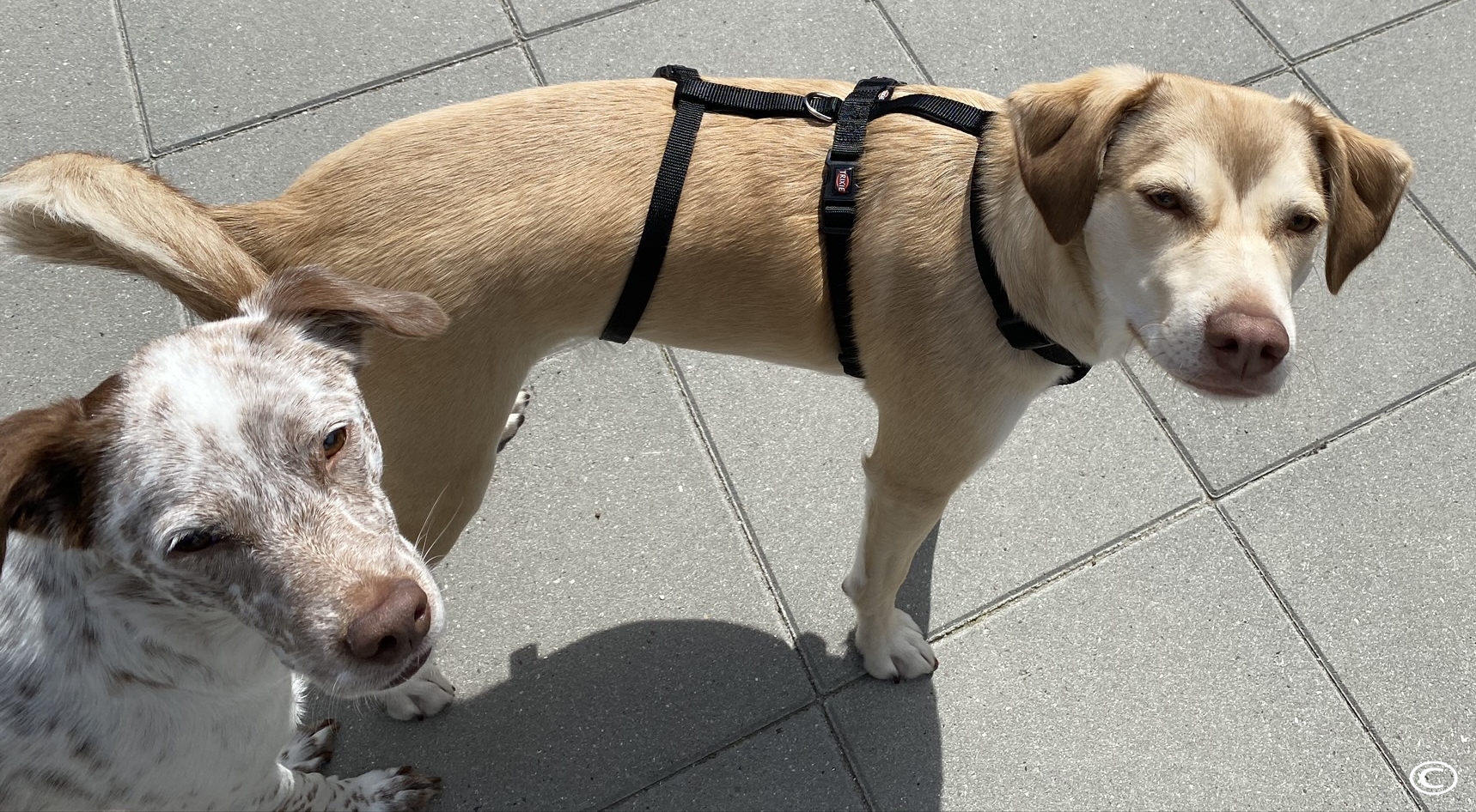 Stay selen fra Trixie Stay selen fra Trixie