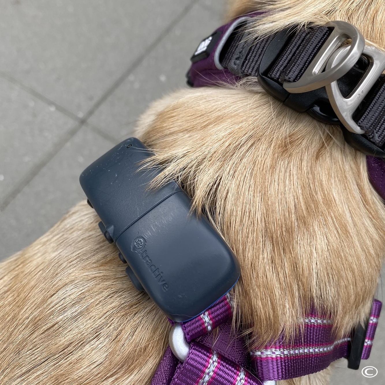 Forbered din hunds hjemkomst 5 GPS tracker