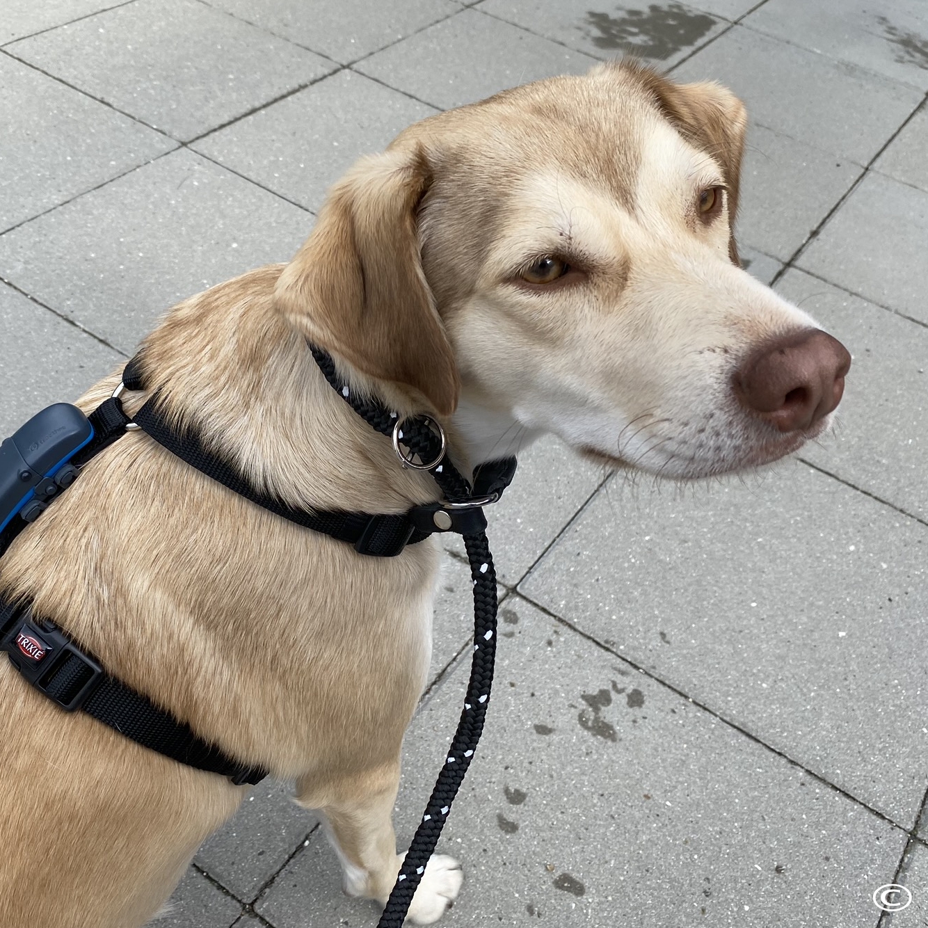 Forbered din hunds hjemkomst 3 Retrieverline (løkkesnor)