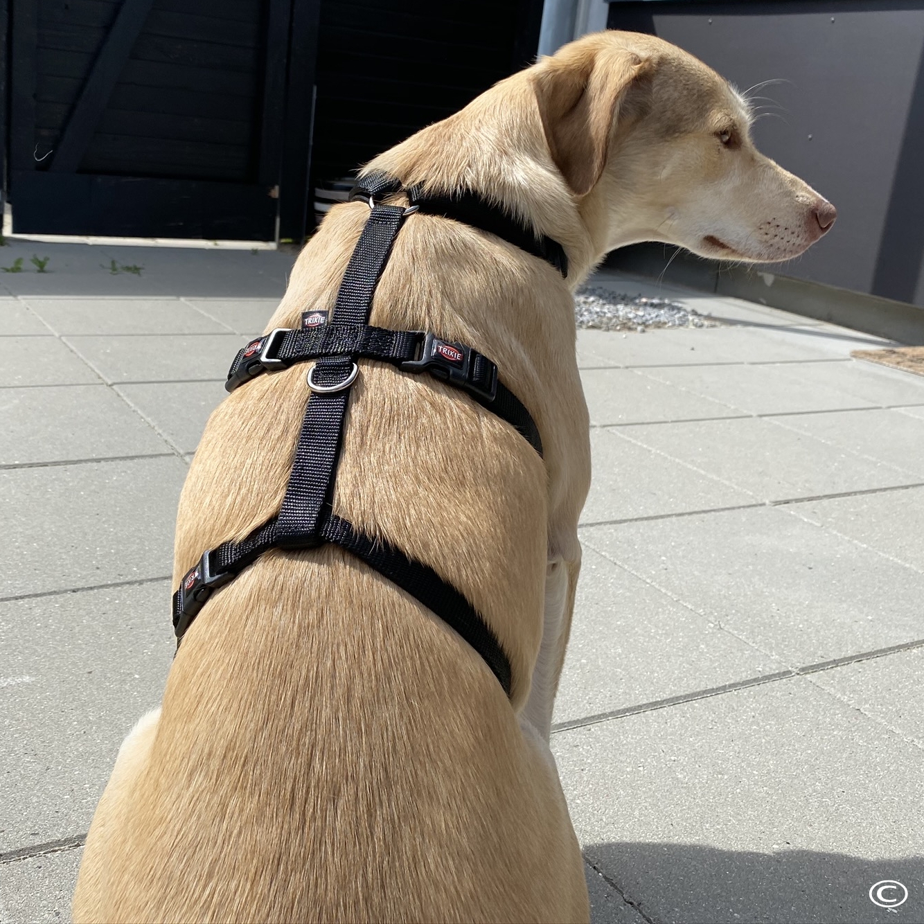 Forbered din hunds hjemkomst 2 Stay selen fra Trixie