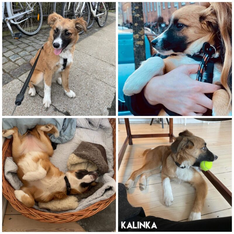 Kalinka