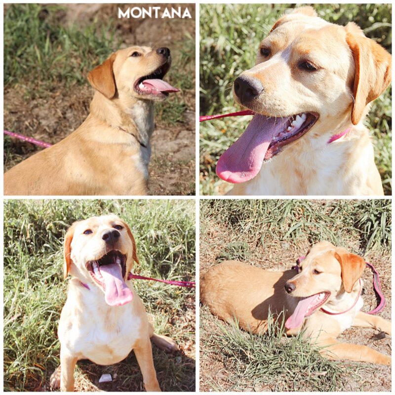 Montana