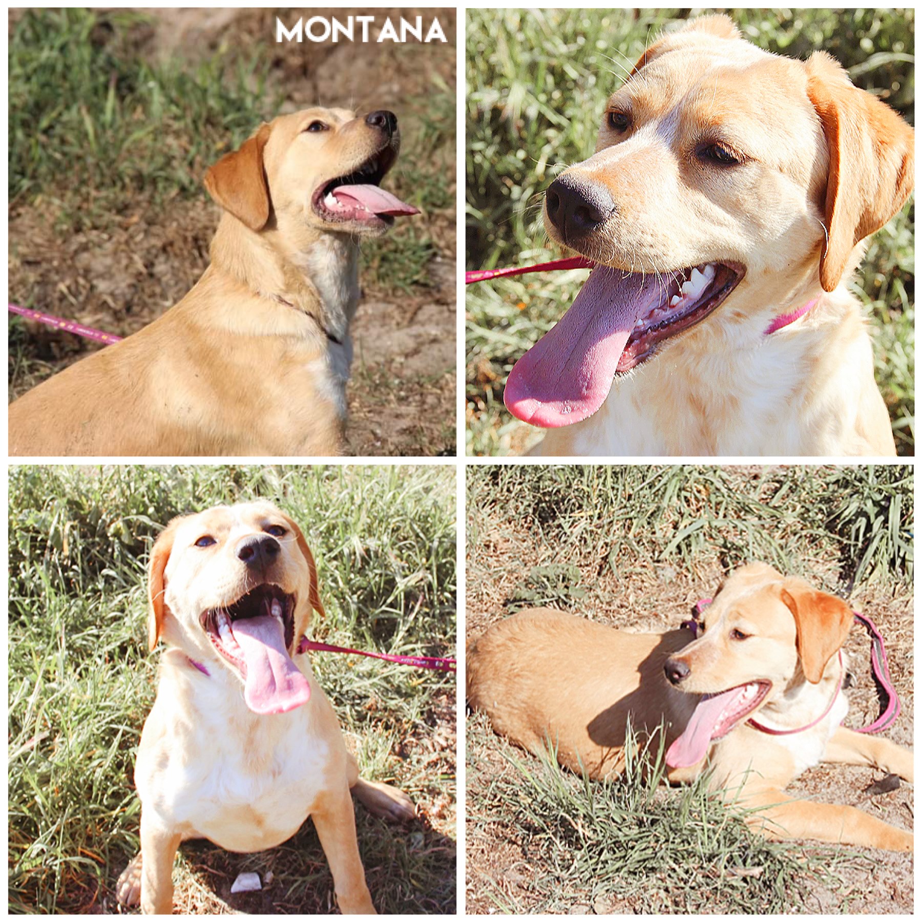 Montana Montana