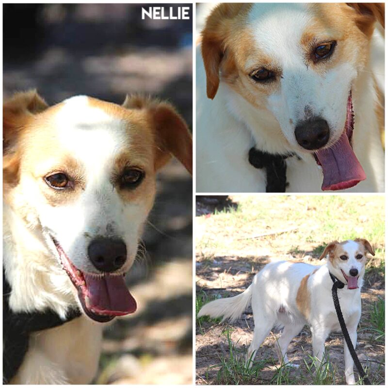 Nellie