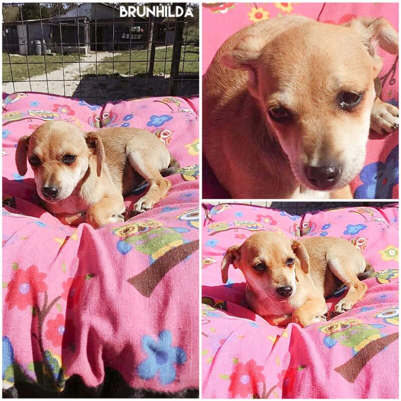 Brunhilda