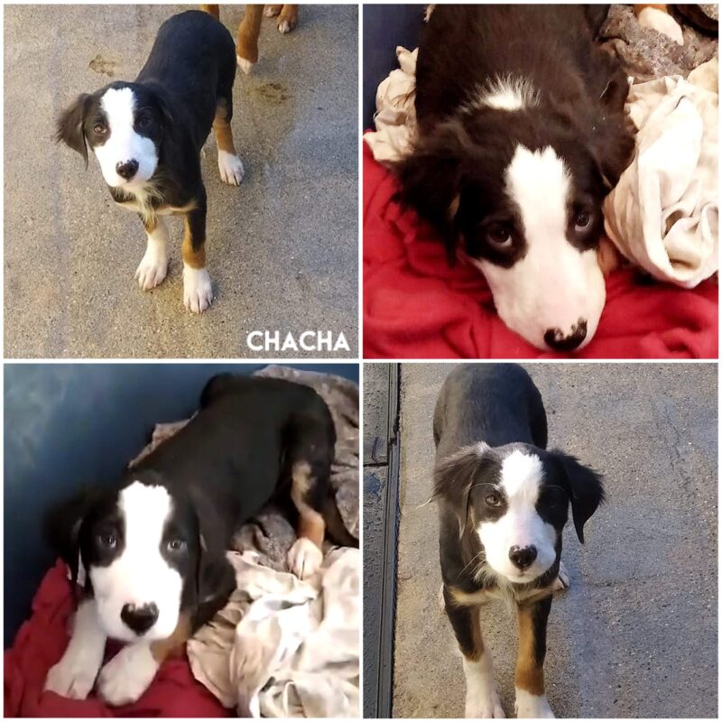 ChaCha