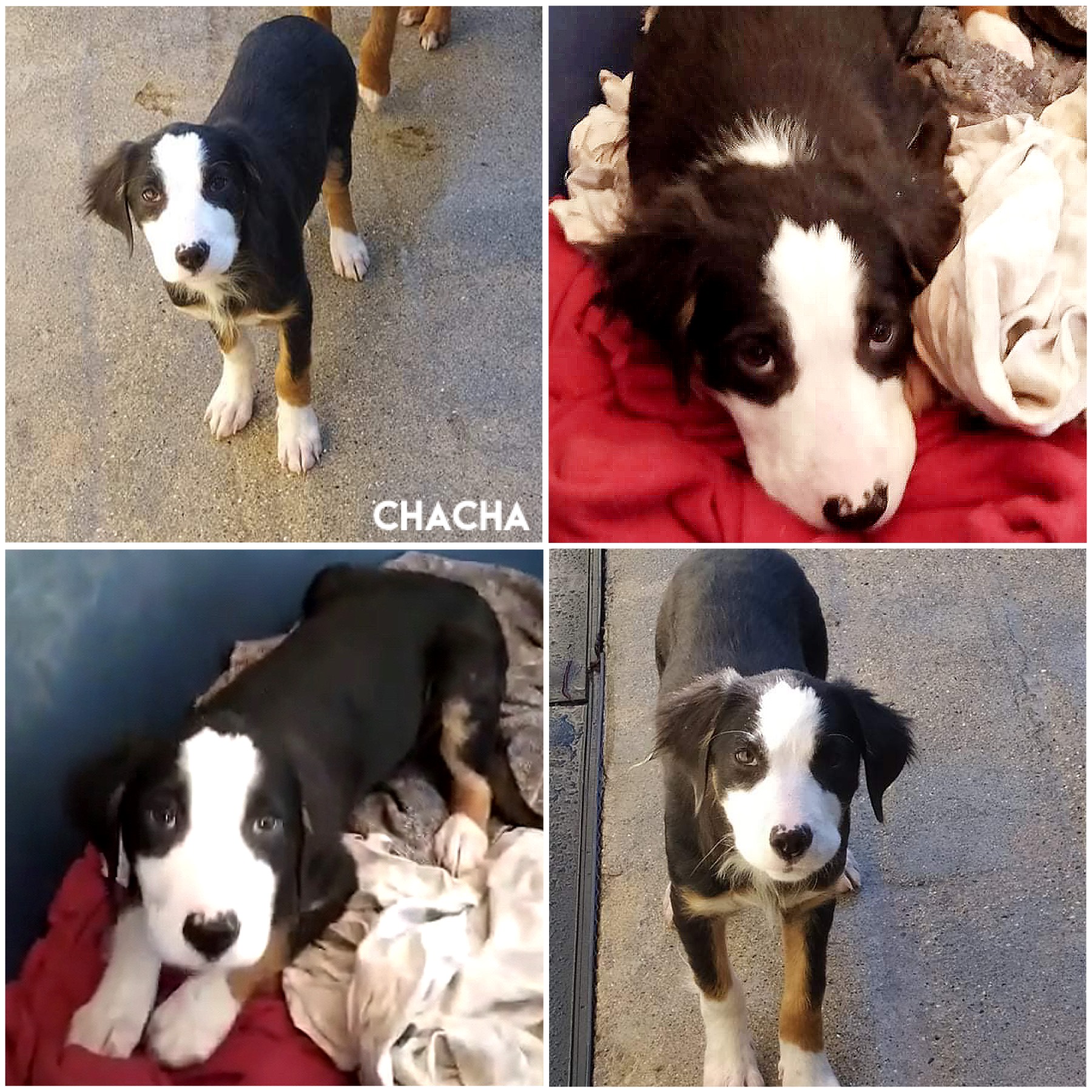 ChaCha ChaCha
