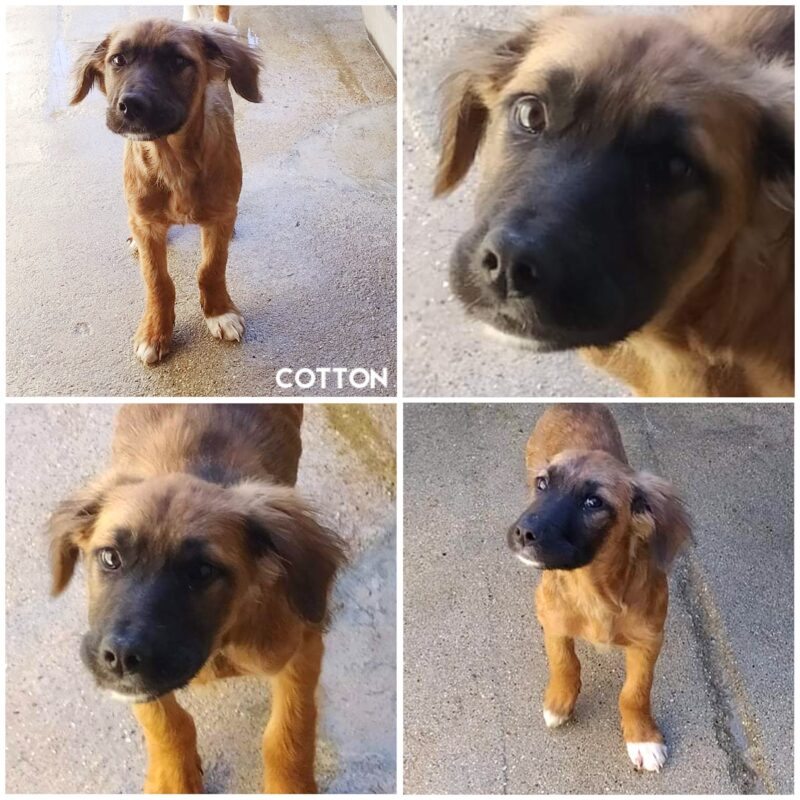 Cotton