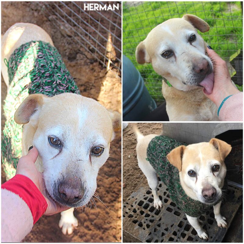 Herman