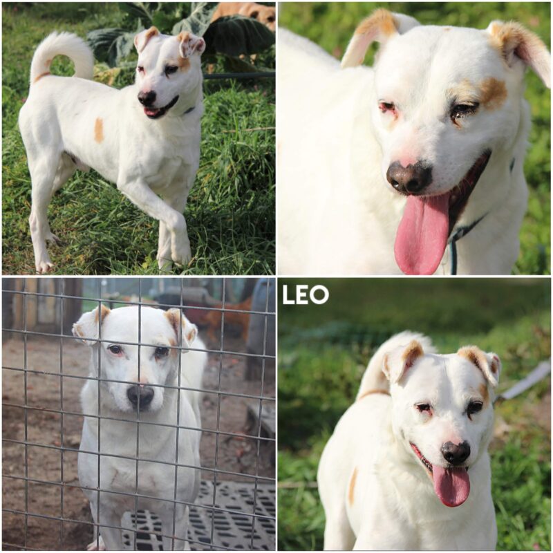 Leo