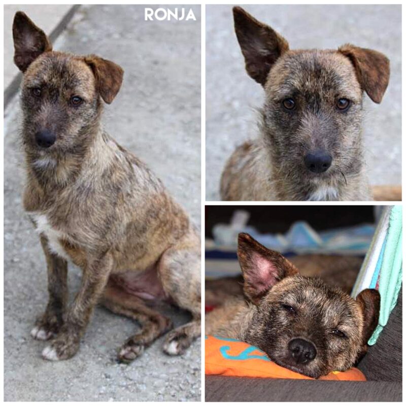 Ronja