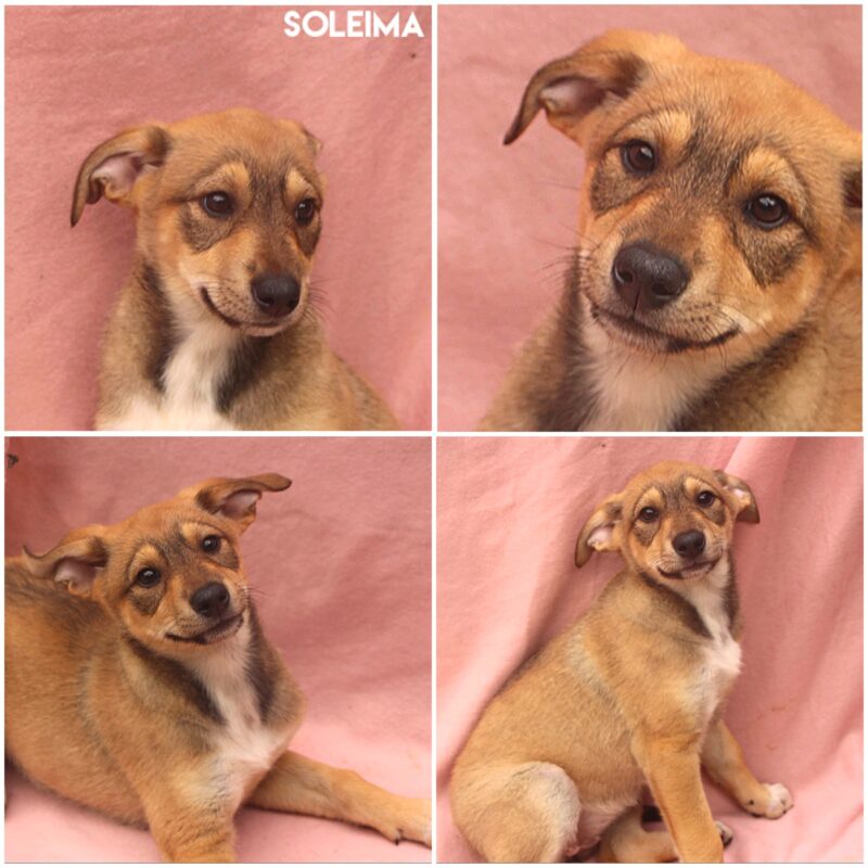 Soleima
