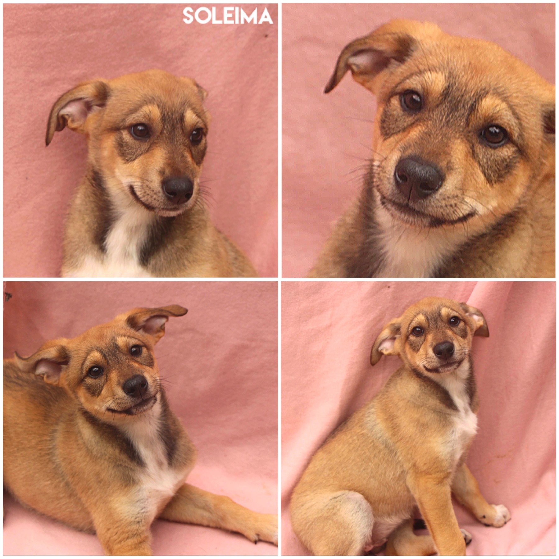 Soleima Soleima