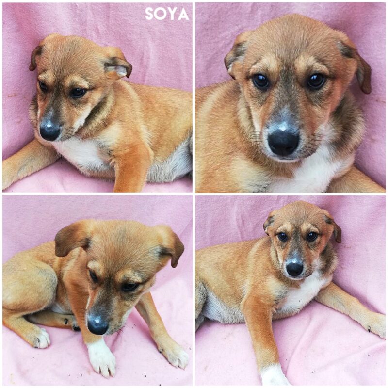 Soya