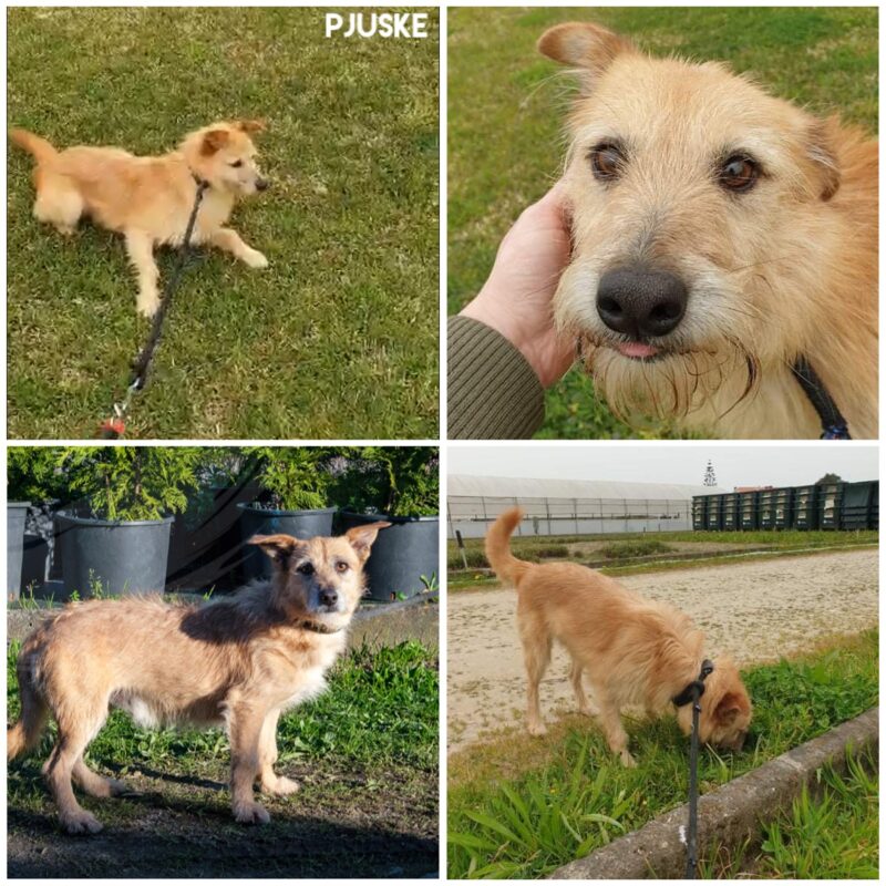 Pjuske