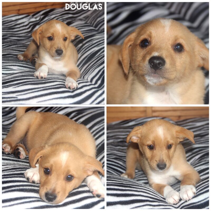 Douglas