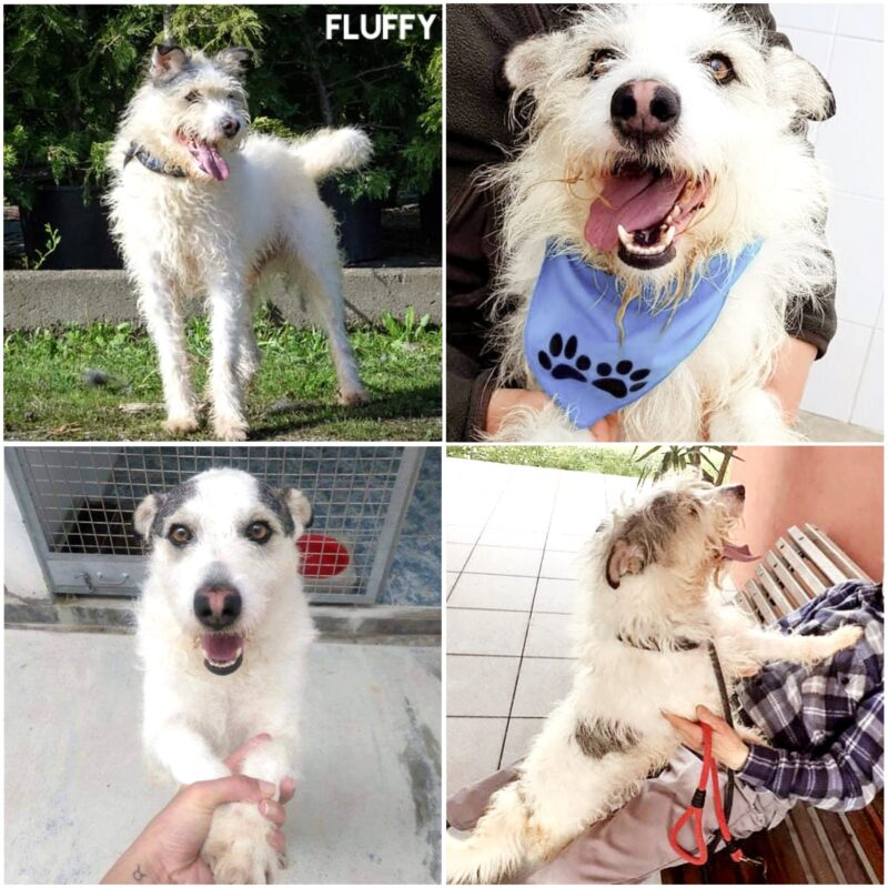 Fluffy