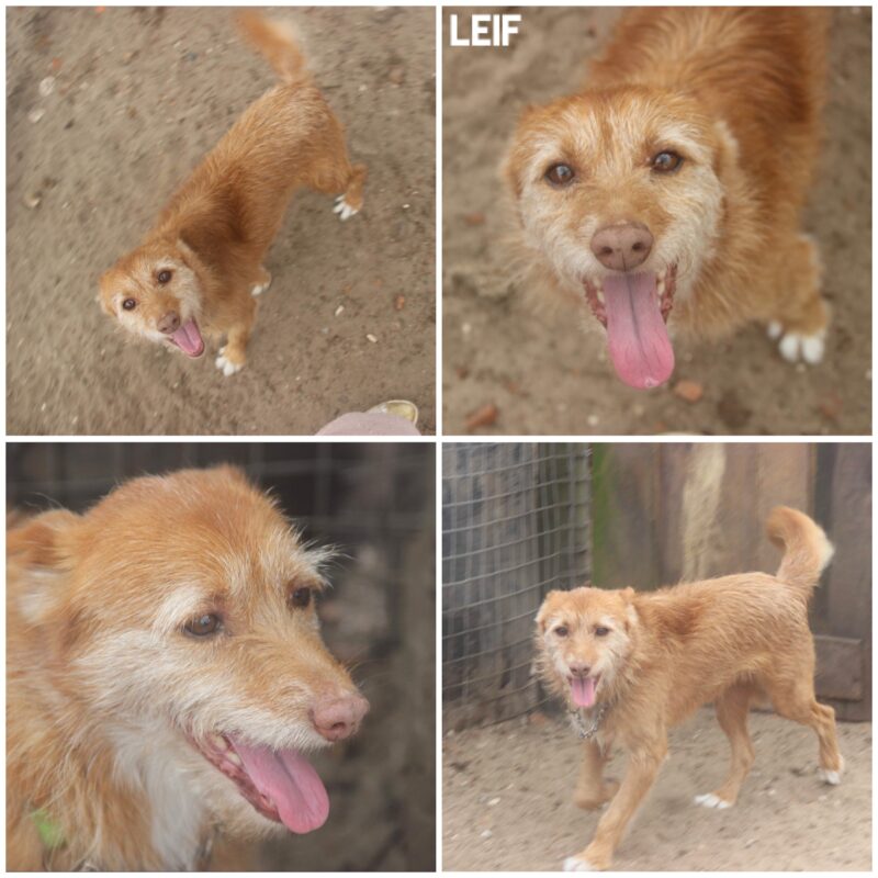 Leif