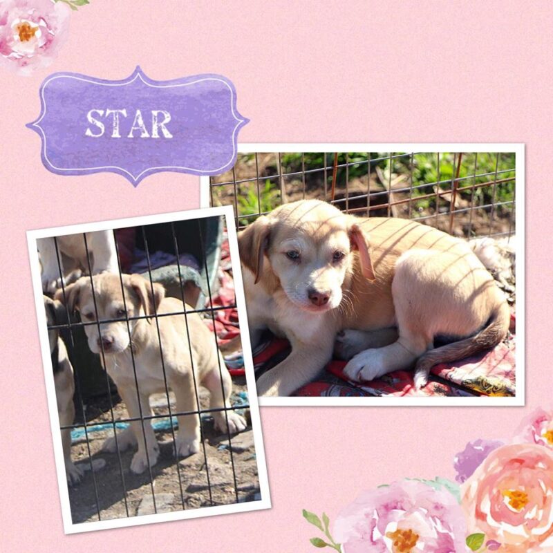 Star